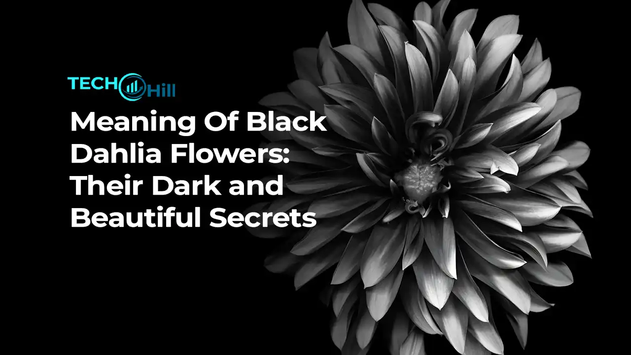 Meaning Of Black Dahlia Flowers