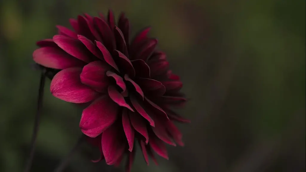 The Origin of Dahlia Flowers