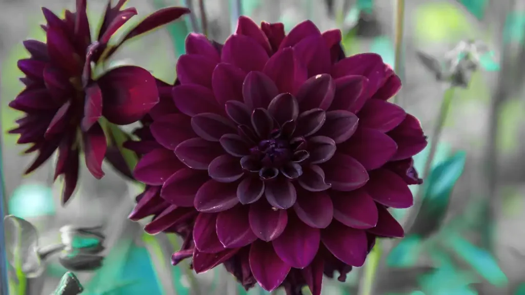 What is a Black Dahlia? Do Black Dahlia Flowers Really Exist?